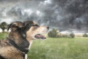 How to Prepare Pets for Disasters