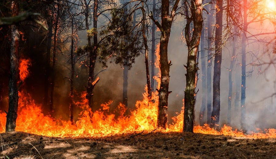 What Would Joey Do In Case of A Wildfire