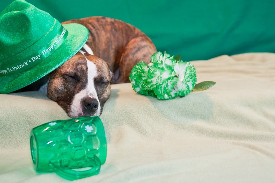 St. Patrick’s Day Hangover Remedies You Should Try