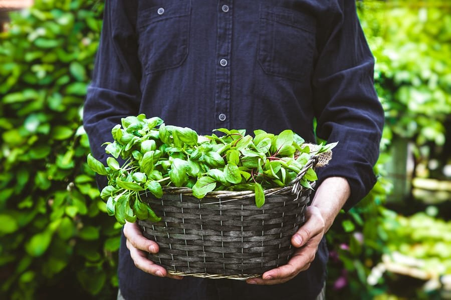 These Are The Best Herbs To Jumpstart Your Spring Garden