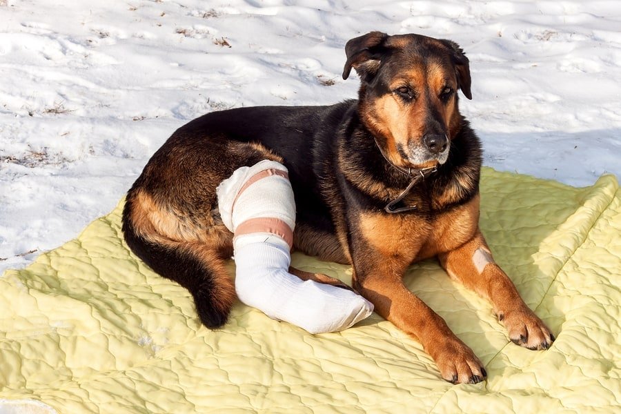 How to Prepare Dogs For Disasters