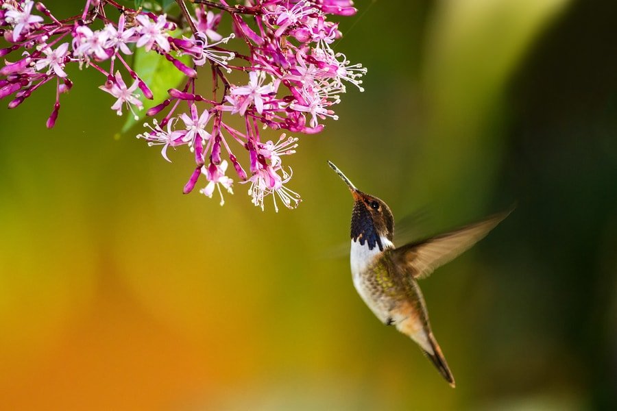 Use These Tips To Attract Hummingbirds to Your Garden