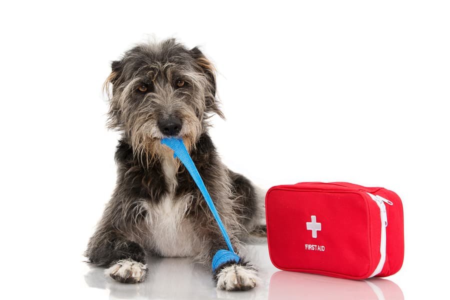 Top Pet Emergency Kit Items