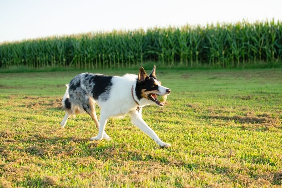 Keep Homestead Dogs Healthy with These Tips